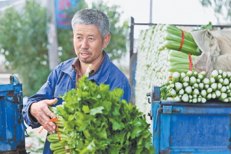 靖邊縣蔬菜產業蓬勃發展
